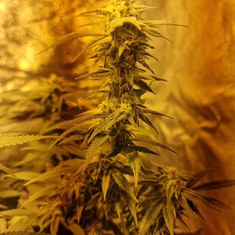 Critical growlog timeline photo