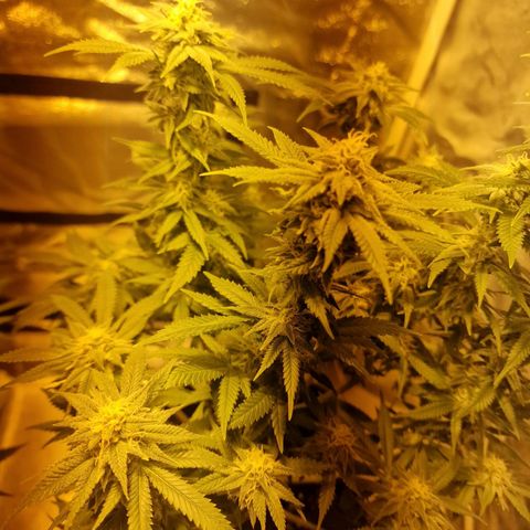 Critical growlog timeline photo