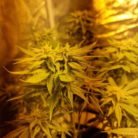 Critical growlog timeline photo