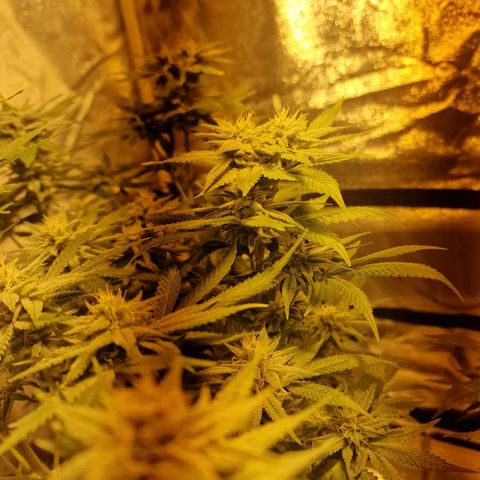 Critical growlog timeline photo