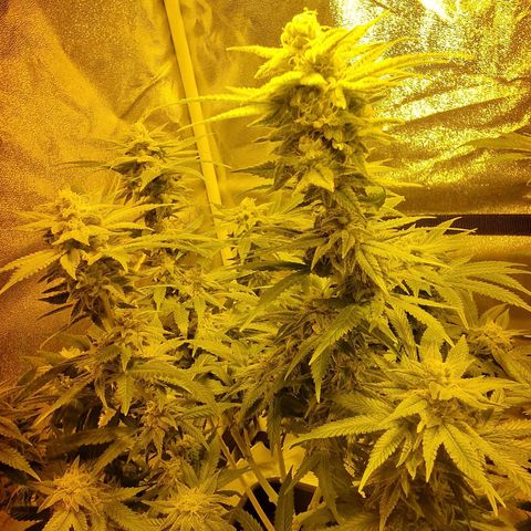 Critical growlog timeline photo