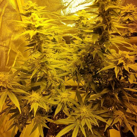 Critical growlog timeline photo