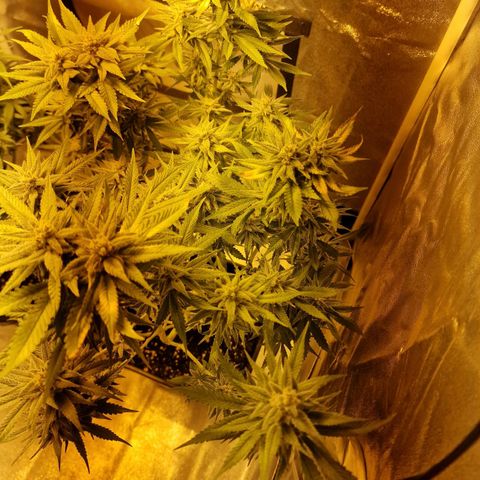 Critical growlog timeline photo