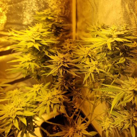 Critical growlog timeline photo