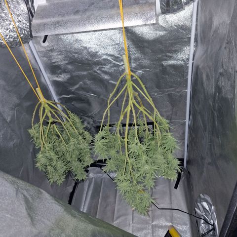Critical growlog timeline photo