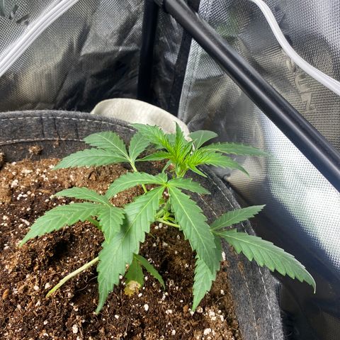 Banana jealousy  growlog timeline photo