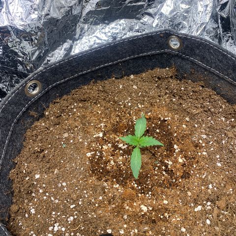 Banana Kush growlog timeline photo