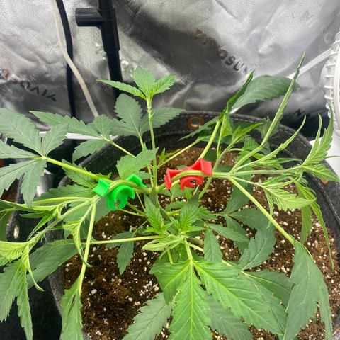 Banana jealousy  growlog timeline photo
