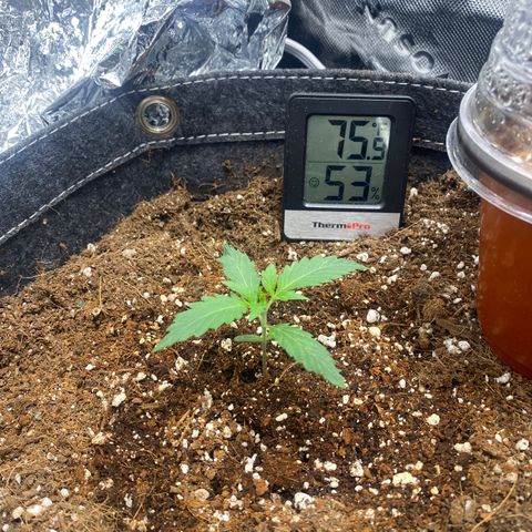 Banana Kush growlog timeline photo