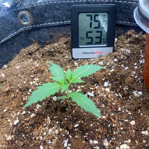 Banana Kush growlog timeline photo