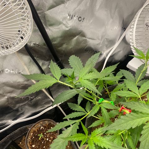 Banana jealousy  growlog timeline photo