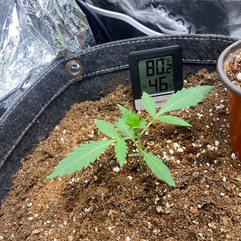 Banana Kush growlog timeline photo