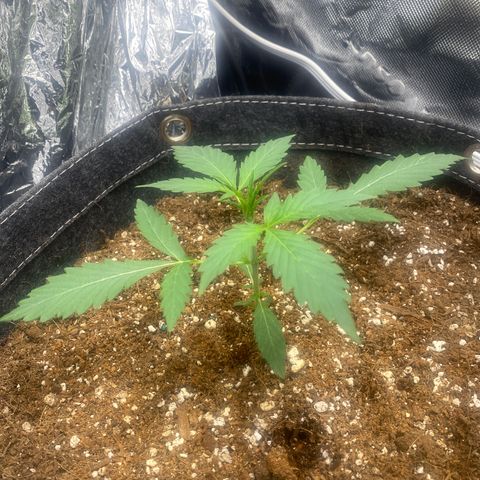 Banana Kush growlog timeline photo