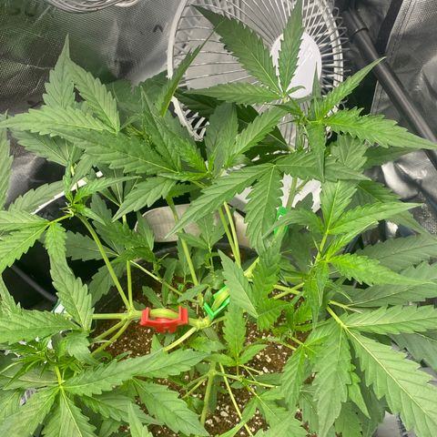 Banana jealousy  growlog timeline photo