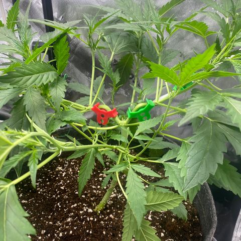 Banana jealousy  growlog timeline photo