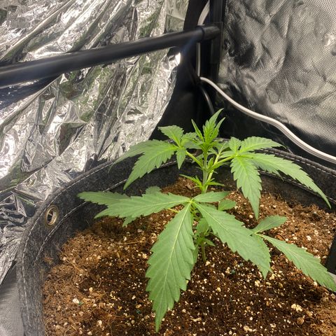 Banana Kush growlog timeline photo
