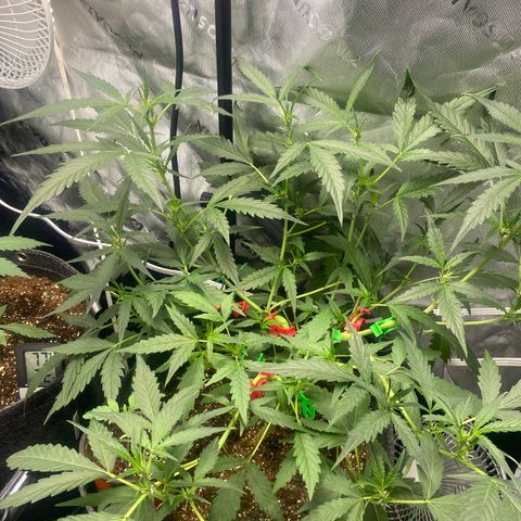 Banana jealousy  growlog timeline photo