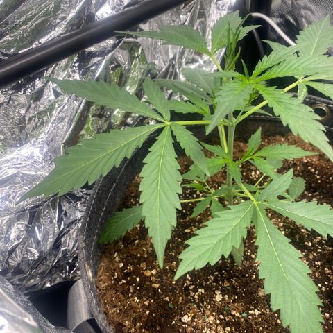 Banana Kush growlog timeline photo