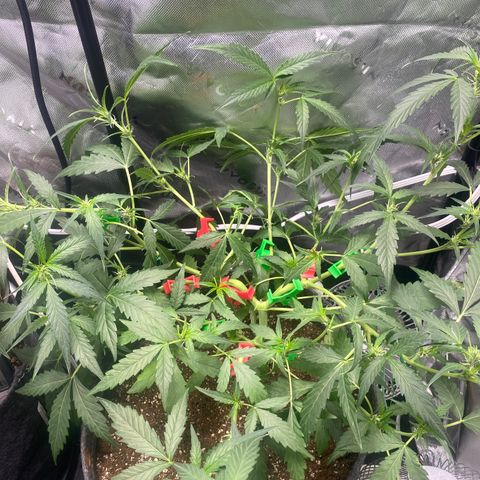 Banana jealousy  growlog timeline photo