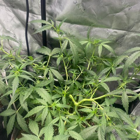 Banana jealousy  growlog timeline photo