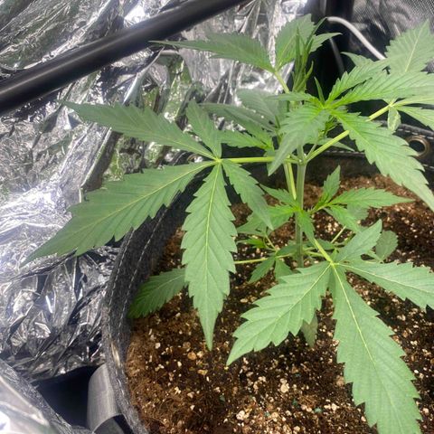 Banana Kush growlog timeline photo