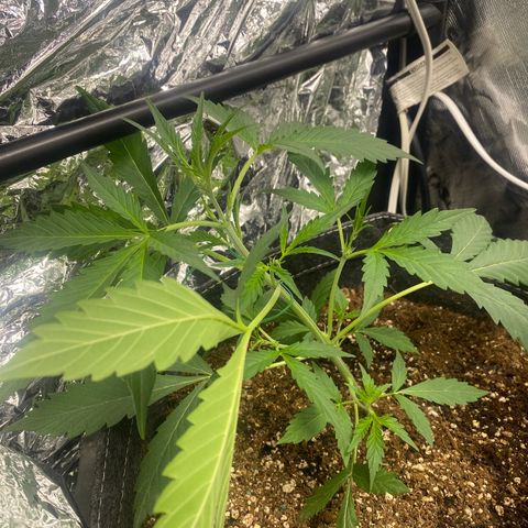 Banana Kush growlog timeline photo