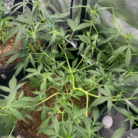 Banana jealousy  growlog photo: Defoliate 