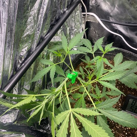 Banana Kush growlog timeline photo