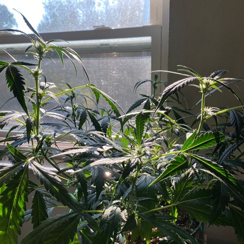 Banana jealousy  growlog timeline photo