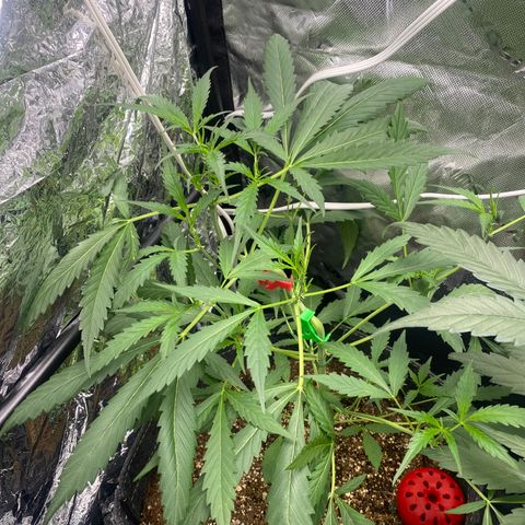 Banana Kush growlog timeline photo