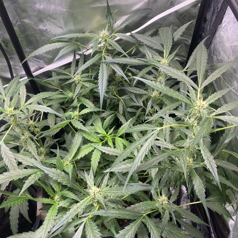 Banana jealousy  growlog timeline photo