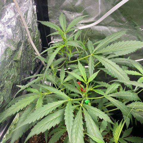 Banana Kush growlog timeline photo