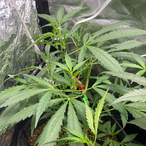 Banana Kush growlog timeline photo