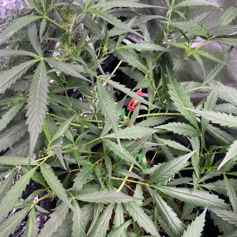 Banana Kush growlog timeline photo