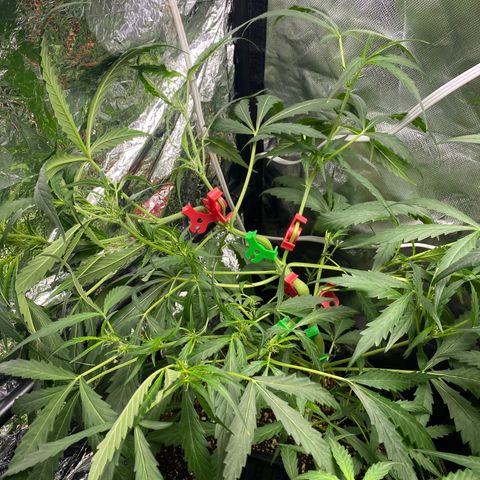 Banana Kush growlog timeline photo