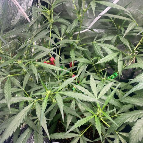 Banana Kush growlog timeline photo