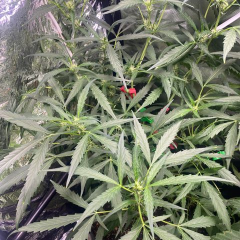 Banana Kush growlog timeline photo