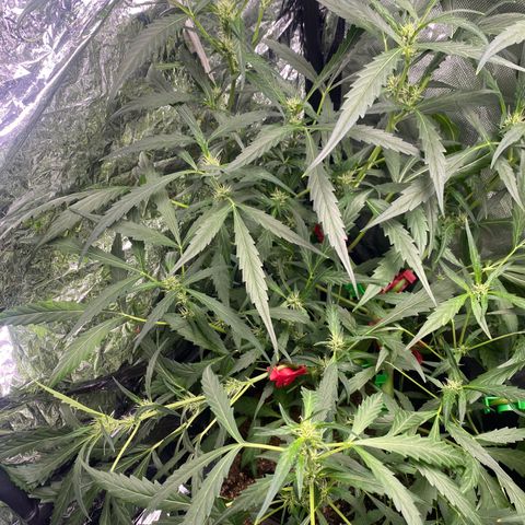 Banana Kush growlog photo: Bud clip