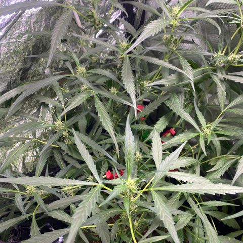 Banana Kush growlog timeline photo