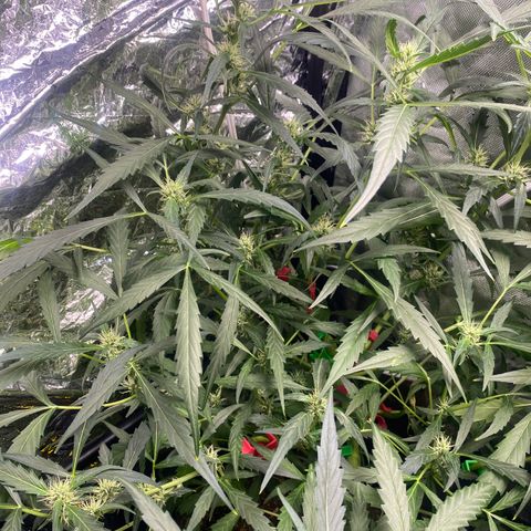 Banana Kush growlog timeline photo