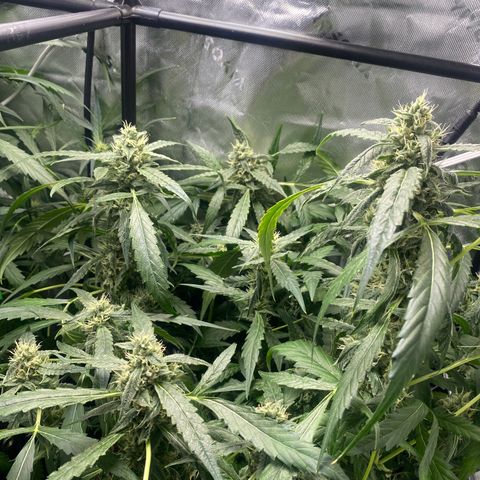 Banana jealousy  growlog timeline photo