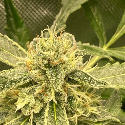 Banana jealousy  growlog timeline photo