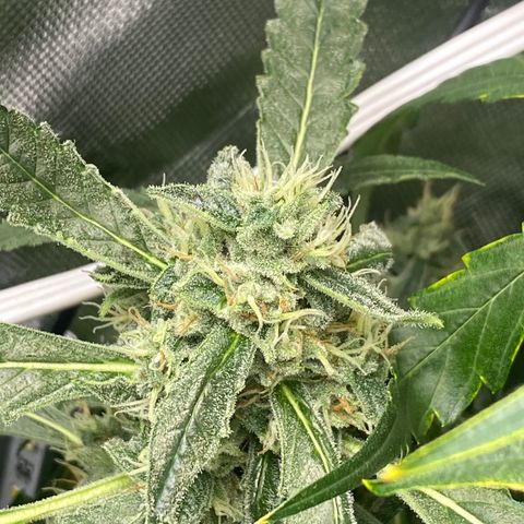 Banana jealousy  growlog timeline photo