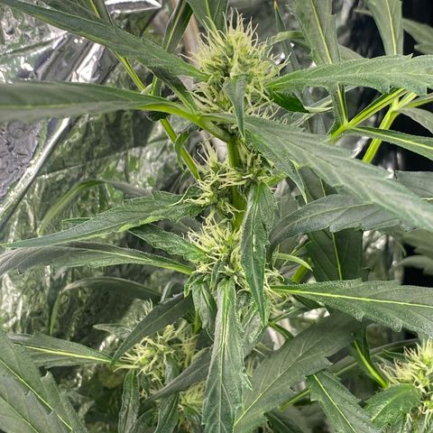 Banana Kush growlog timeline photo
