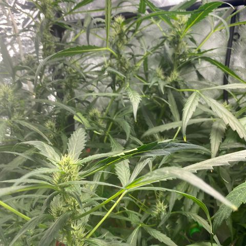 Banana Kush growlog timeline photo