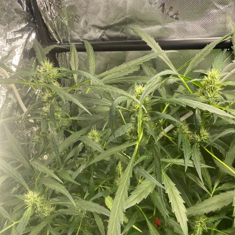 Banana Kush growlog timeline photo