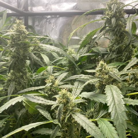 Banana jealousy  growlog timeline photo