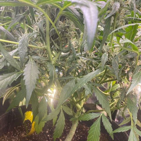 Banana jealousy  growlog timeline photo