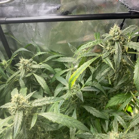 Banana jealousy  growlog timeline photo