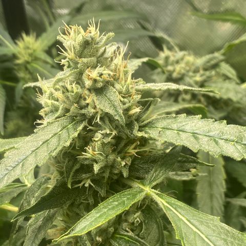 Banana jealousy  growlog timeline photo